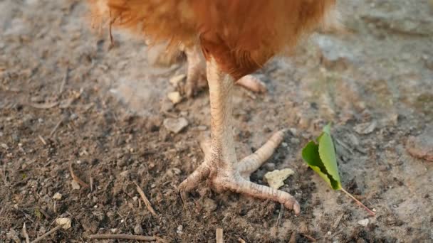 Chicken paws are standing on the ground — ストック動画