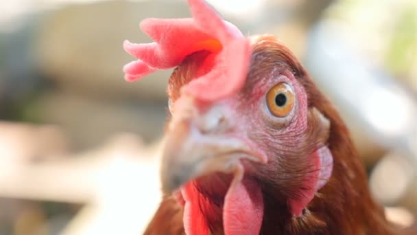 Chicken is looking at the camera. Close-up. Slow motion. Countryside — Stock Video