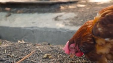 A chicken digs in the ground. The rural courtyard. Slow Motion. Close-up