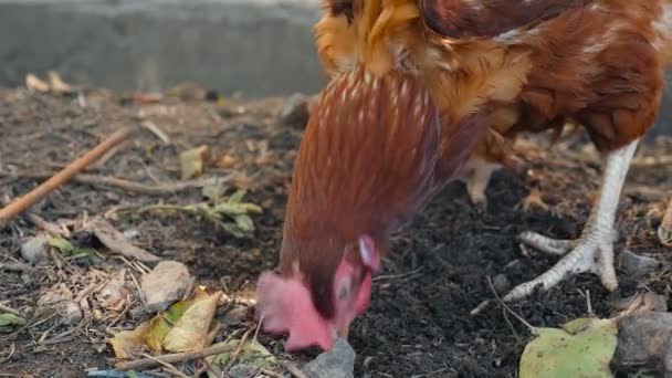 Uma bela galinha está à procura de vermes no chão. No campo. Movimento lento. Close-up — Vídeo de Stock
