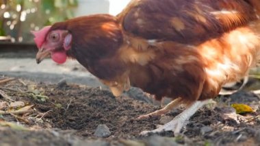 Rural chicken digs in the ground. Countryside. Slow motion. Close-up