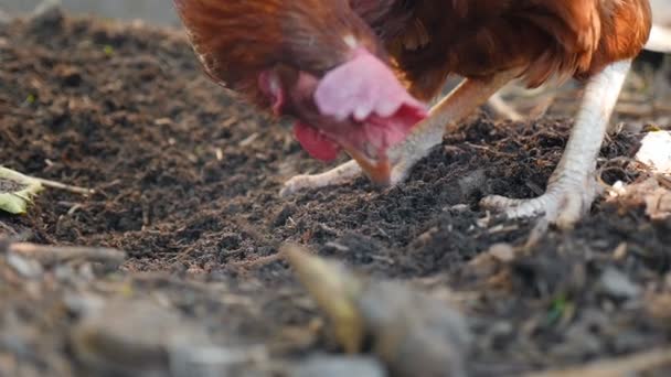 Un hermoso pollo en el campo está buscando gusanos en el suelo. Movimiento lento — Vídeos de Stock