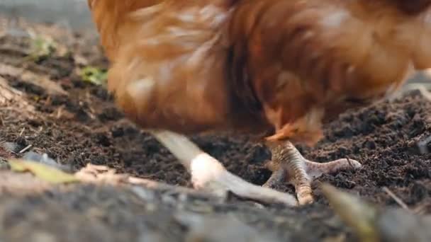 Rural chicken is looking for food on earth. Digging in the ground. Slow motion — Stock video