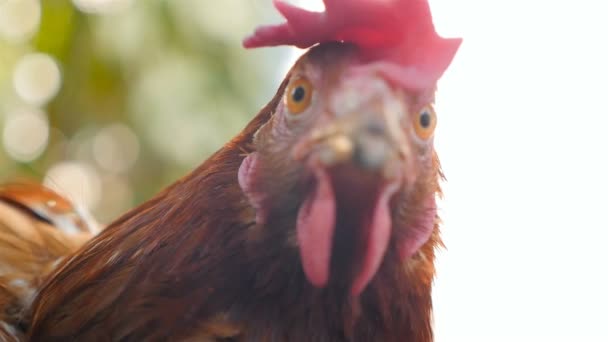 Chicken is looking at the camera. Close-up. Slow motion. Countryside — Stock video