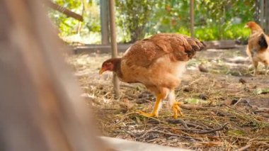 Beautiful hen in the countryside pecks eat wheat. Slow motion