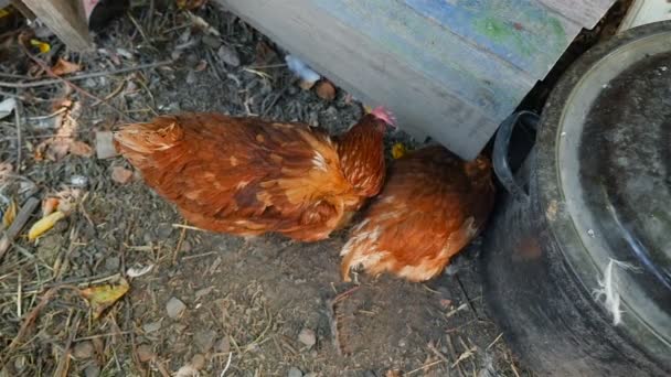 Two brown hens in the countryside eat grain. Slow motion. Close-up — Stock videók