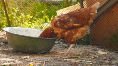 Rural chicken eats wheat in a bowl. On open air. Slow motion