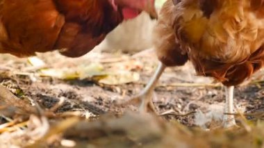 Hens peck in the countryside. Home farm. Slow motion. Close-up