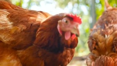 Hens in the village walk around the yard and rummage in the ground. Slow motion