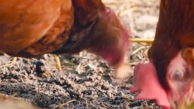 Close-up of a chicken. Countryside. Private farm