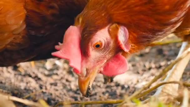 Country chicken pecks the ground. Close-up — Αρχείο Βίντεο