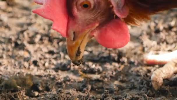 Beautiful rustic chickens with red combs. Close-up — Wideo stockowe