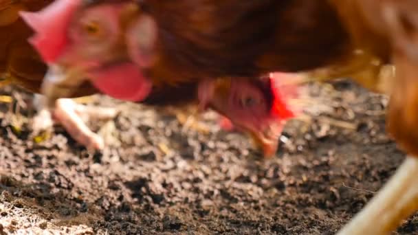 Chickens eat grain in rural yard. Slow motion — Stockvideo