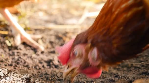 A curious chicken is looking for a worm in the ground. Private farm countryside — ストック動画