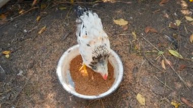 Beyaz tavuk bir kasede tahıl yiyor. Kırsal avluda. Yavaş çekim
