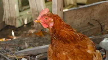 Kahverengi bir tavuğun yakın çekimi. Kırsal avluda. Yavaş çekim