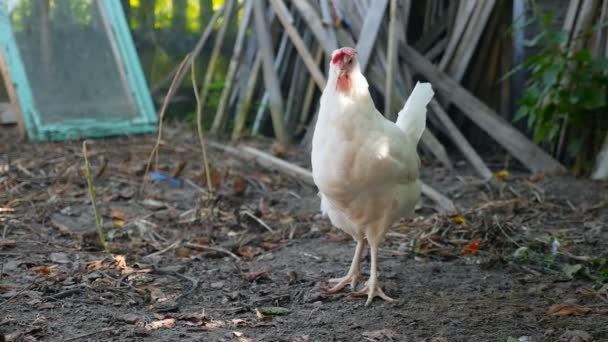 Pollo bianco solitario nel villaggio. Rallentatore — Video Stock