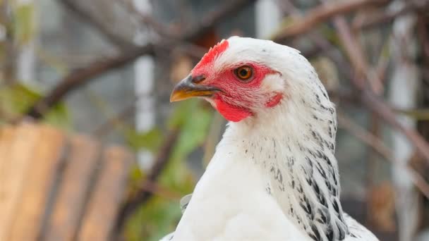 Primer plano de una gallina blanca mirando a la lente. Zona rural. — Vídeos de Stock