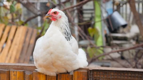 Witte kip vertrekt. Privé boerderij in het dorp. Langzame beweging — Stockvideo