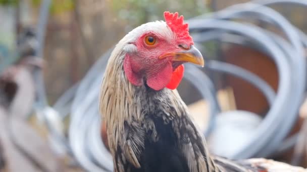 Rolig kyckling tittar på kameran. Långsamma rörelser — Stockvideo