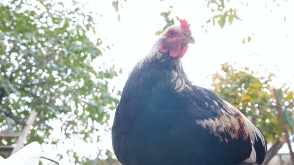Doorgewinterde kippen in een landelijke tuin. Langzame beweging — Stockvideo