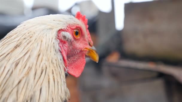 아름다운 닭을 클로즈업합니다. 시골 정원 — 비디오