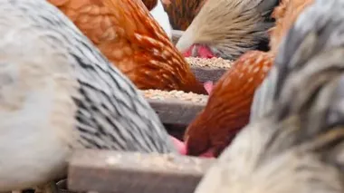 Tavuklar yemlikte tahıl yerler. Köy bahçesi. Yakın plan.