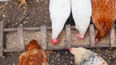 Kırsal tavuklar yemlikte tahıl yerler. Yavaş çekim