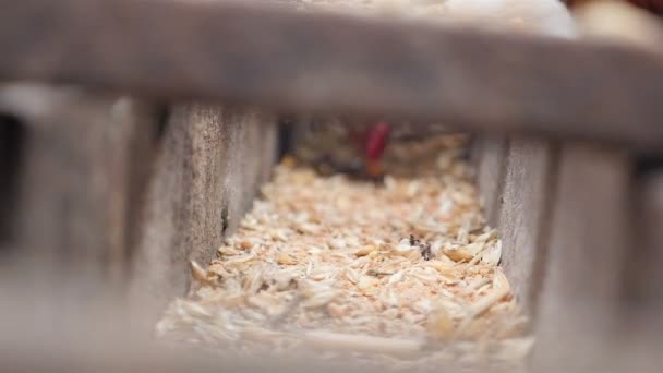 Los pollos comen grano en un pesebre. En el campo. Movimiento lento — Vídeos de Stock