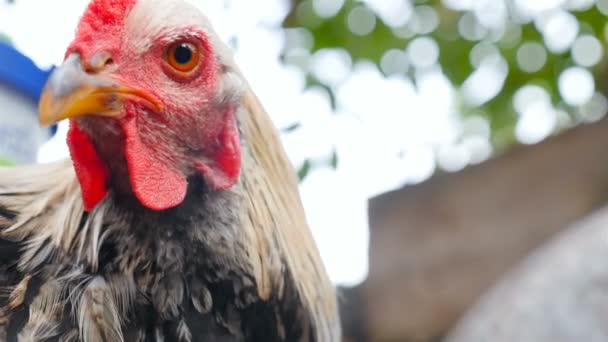 Poulet drôle regarde autour et dans la caméra. Gros plan de la tête 
