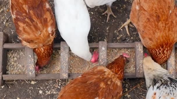 Schöne Haushühner fressen Weizen im Hof — Stockvideo