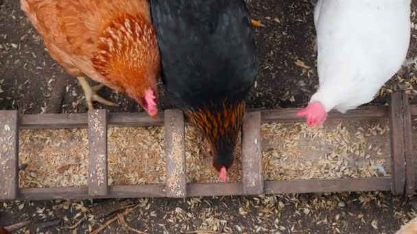 A házi készítésű, gyönyörű tollazatú csirkék gabonát esznek. — Stock videók