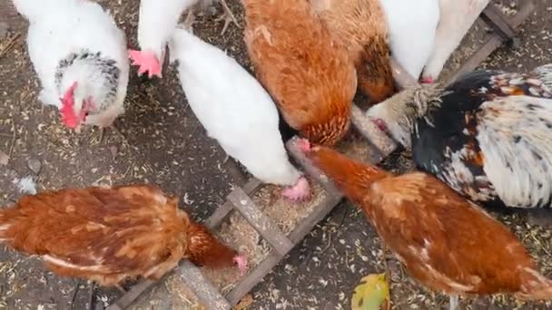 Um bando de galinhas come trigo numa manjedoura. Câmera vista superior — Vídeo de Stock
