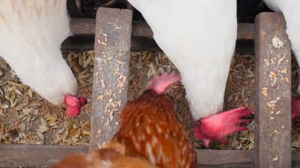 Las gallinas rurales comen trigo en un pesebre. En cámara lenta. Primer plano — Vídeo de stock