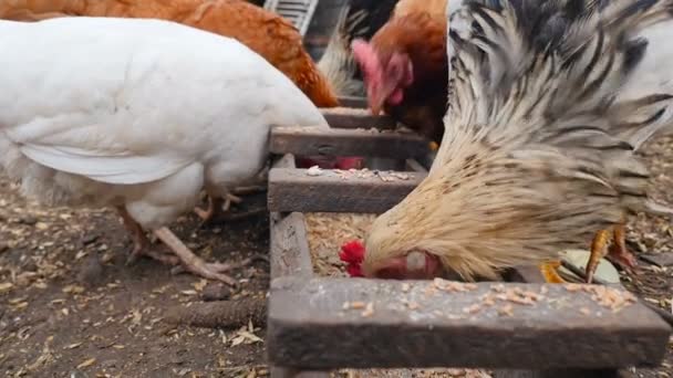 Hermosas gallinas rurales comen trigo en un pesebre. Primer plano — Vídeos de Stock