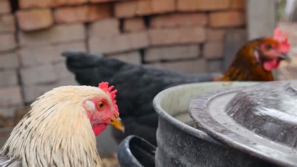 Gros plan d'une belle poule au plumage brillant. Mouvement lent — Video