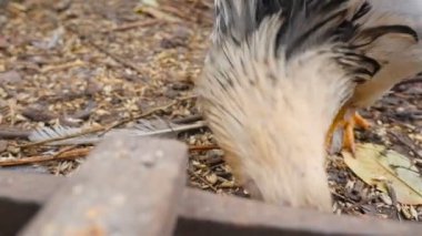 Domestic chickens eat grain in a manger. Slow motion. Close-up