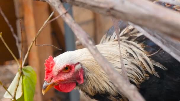 Closeup chicken eats greens. Slow motion — Stock Video