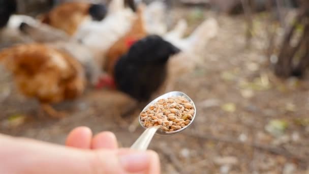 Alimenta el pollo con una cucharada de trigo. En cámara lenta. Primer plano — Vídeos de Stock