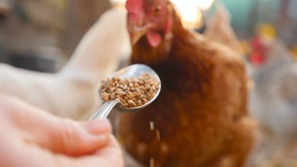 Домашняя курица ест зерно из кухонной ложки. Медленное движение. Крупный план — стоковое видео