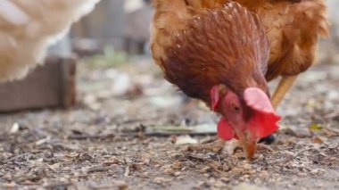 Domestic chicken walks around the yard. Brown plumage. Slow motion. Close-up