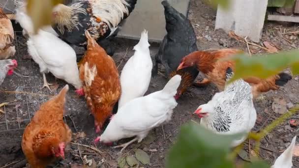 Las gallinas rurales comen grano en el suelo. En cámara lenta. Zona rural. — Vídeos de Stock