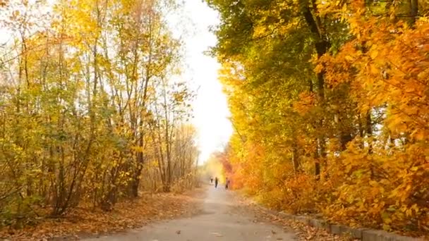 El tipo con la chica son fotografiados en el parque de otoño. Movimiento lento — Vídeos de Stock