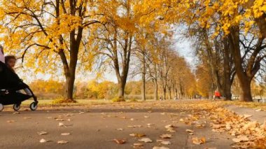 Mom with a pram are walking in a beautiful autumn park. Slow motion10.15.2019 Ukraine, Kiev VDNH