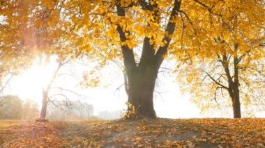 The rays of the sun shine through the trees. Beautiful autumn park. Camera in motion