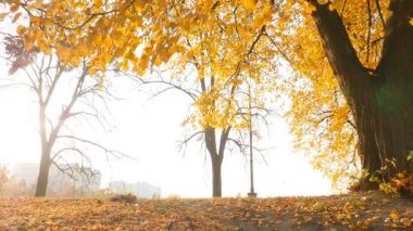 10.15.2019 Ukraine, Kiev VDNH A man runs in the autumn park. Beautiful yellow leaves on the trees