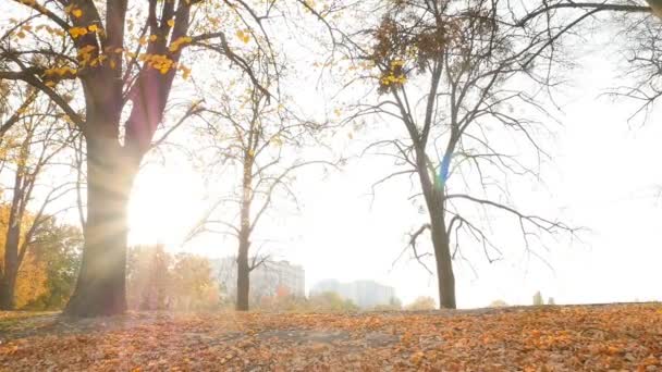 A rapariga anda de bicicleta no parque. Bela paisagem de outono. Raios brilhantes do sol 10.15.2019 Ucrânia. Kiev VDNH — Vídeo de Stock