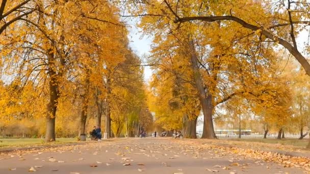 Smuk efterårsvej i parken. Folk sidder på bænke. Kameraet bevæger sig fremad. Langsom bevægelse – Stock-video