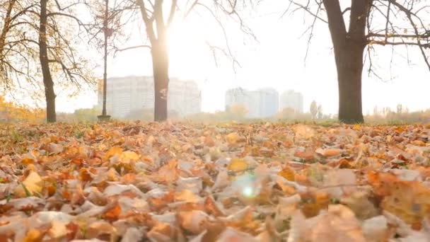 Beautiful city landscape. The bright rays of the sun. Yellow fallen leaves 0.15.2019 Ukraine. Kiev VDNH — стокове відео