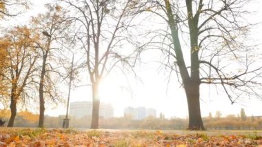Beautiful autumn landscape. Yellow leaves with sunbeams of light. Slow motion